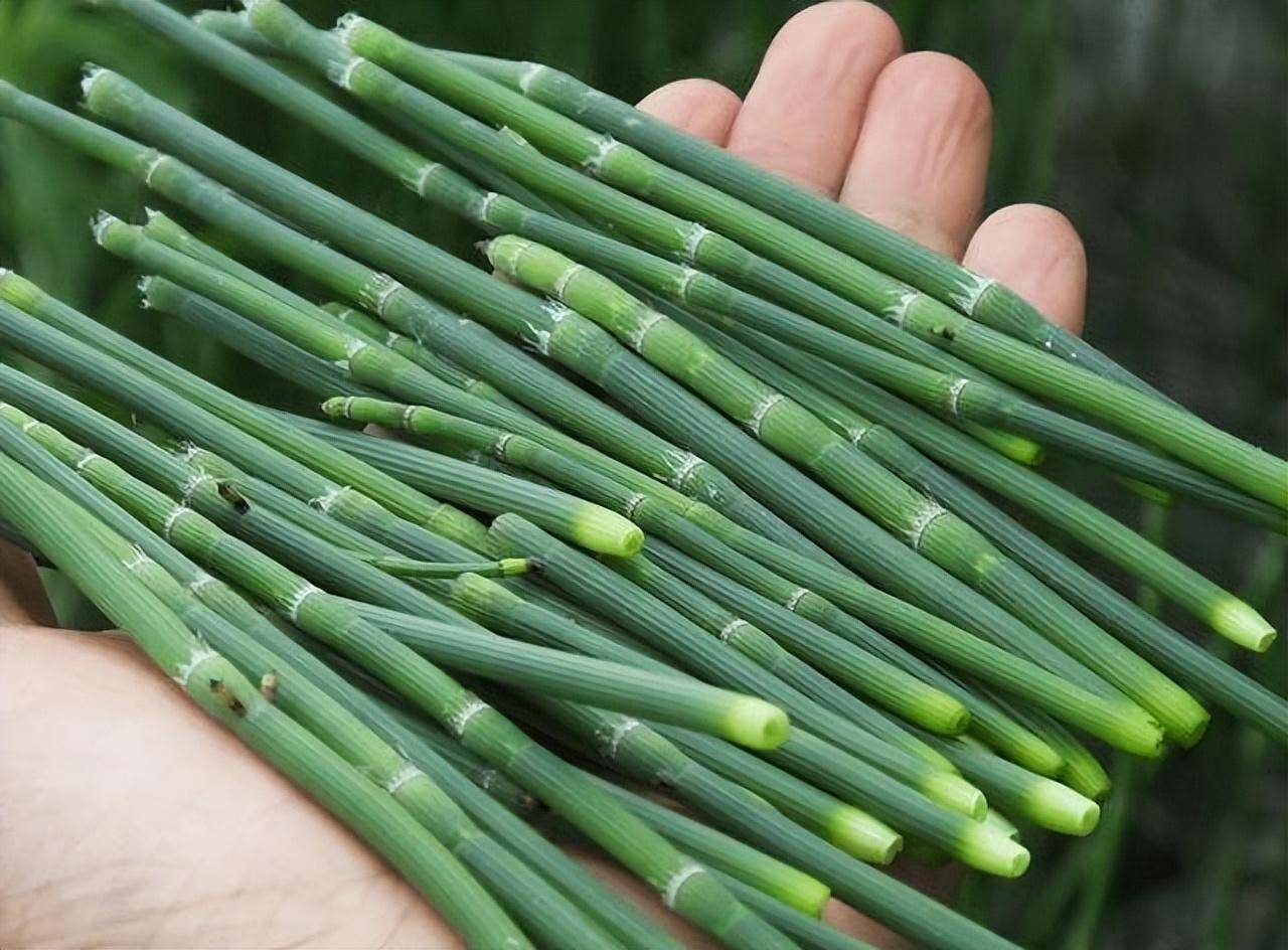 节节草的图片欣赏图片