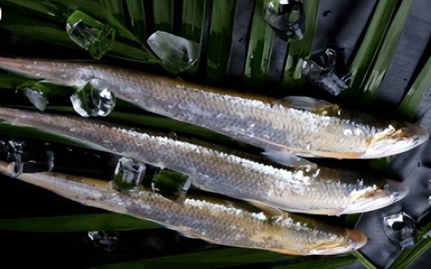 长江刀鱼长江刀鱼首先,给你介绍的这条鱼就是长江刀鱼,其与河鲀,鲥鱼