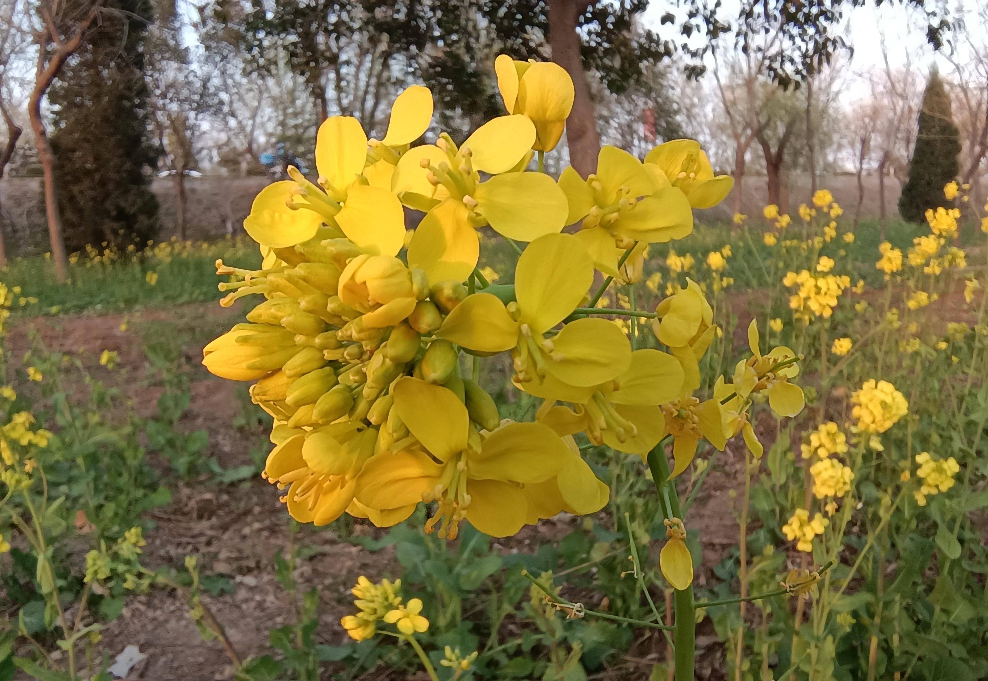 含油的多個物種統稱油菜,目前主要栽培品種為白菜型,芥菜型和甘藍型