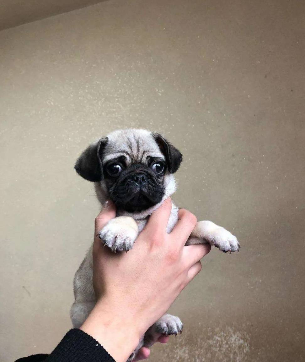 巴哥犬的优点原来这么多,难怪这么多人喜欢它_狗狗_运动_因为