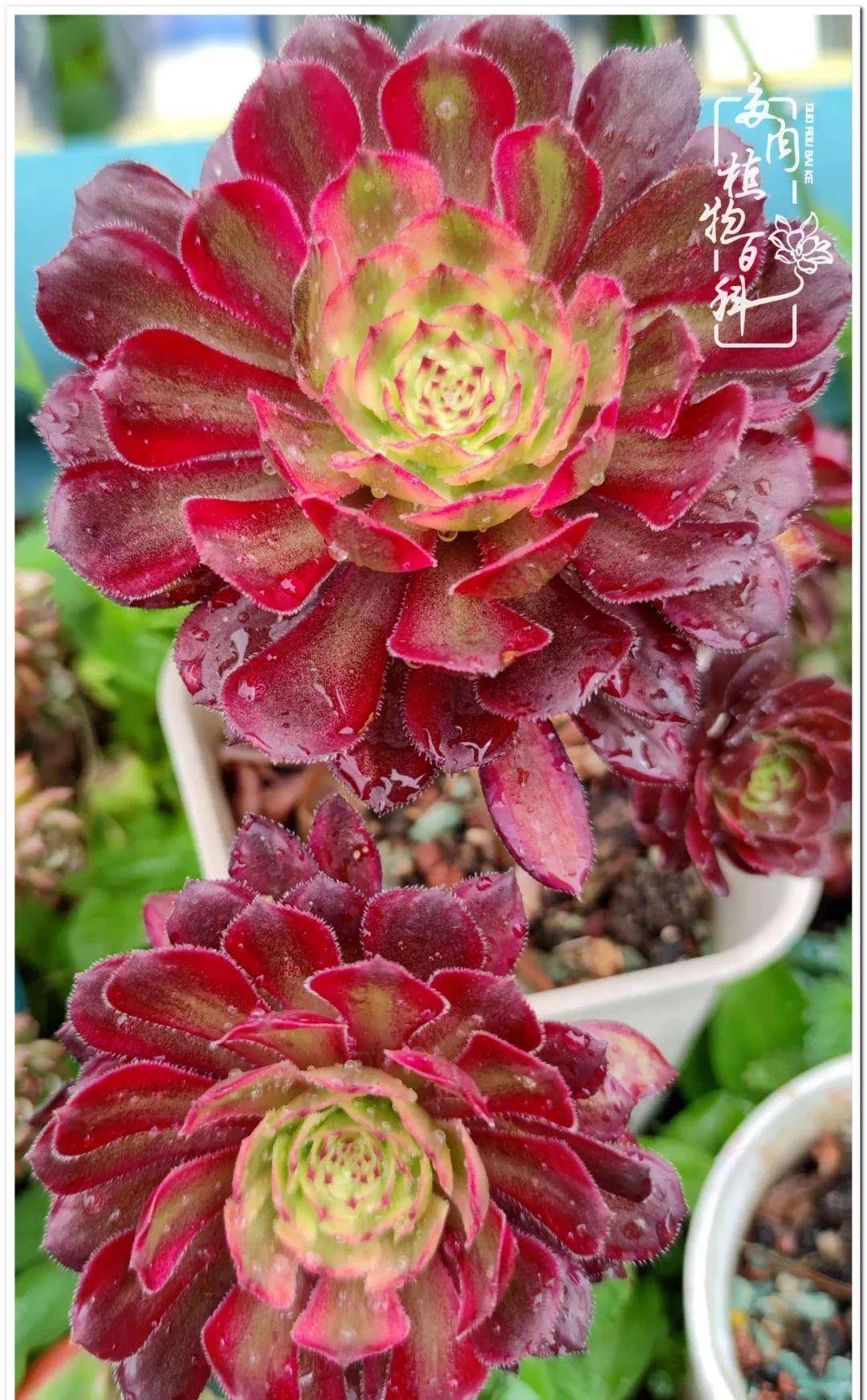 流年去远,如有来生,还愿邂逅在有你的江湖……美杜莎:将浅遇深藏,所有