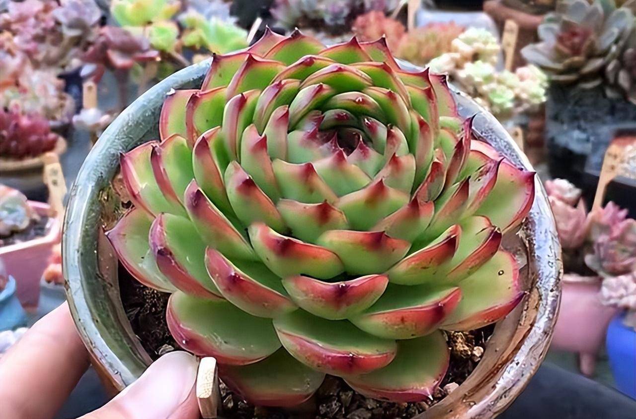 月亮石,室内阳台就能养出状态的莲座型多肉,南方花友可以放心养_养护