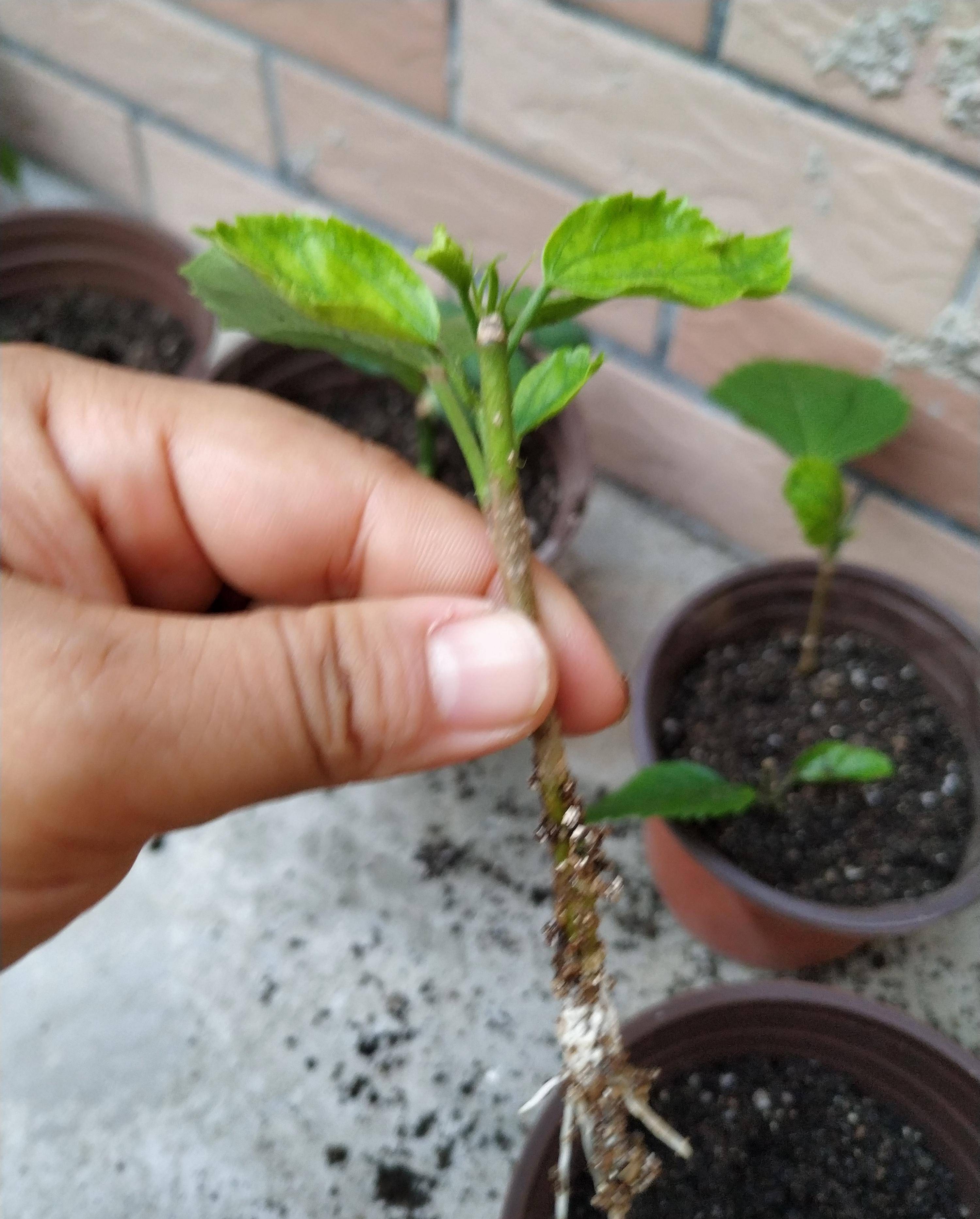6个爆盆花,夏天快扦插,沾土就生根,插满大花园_修剪_枝条_开花