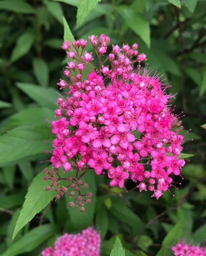 绣线菊,气质绝伦,爆花机器,泼辣好养_花朵_修剪_白色
