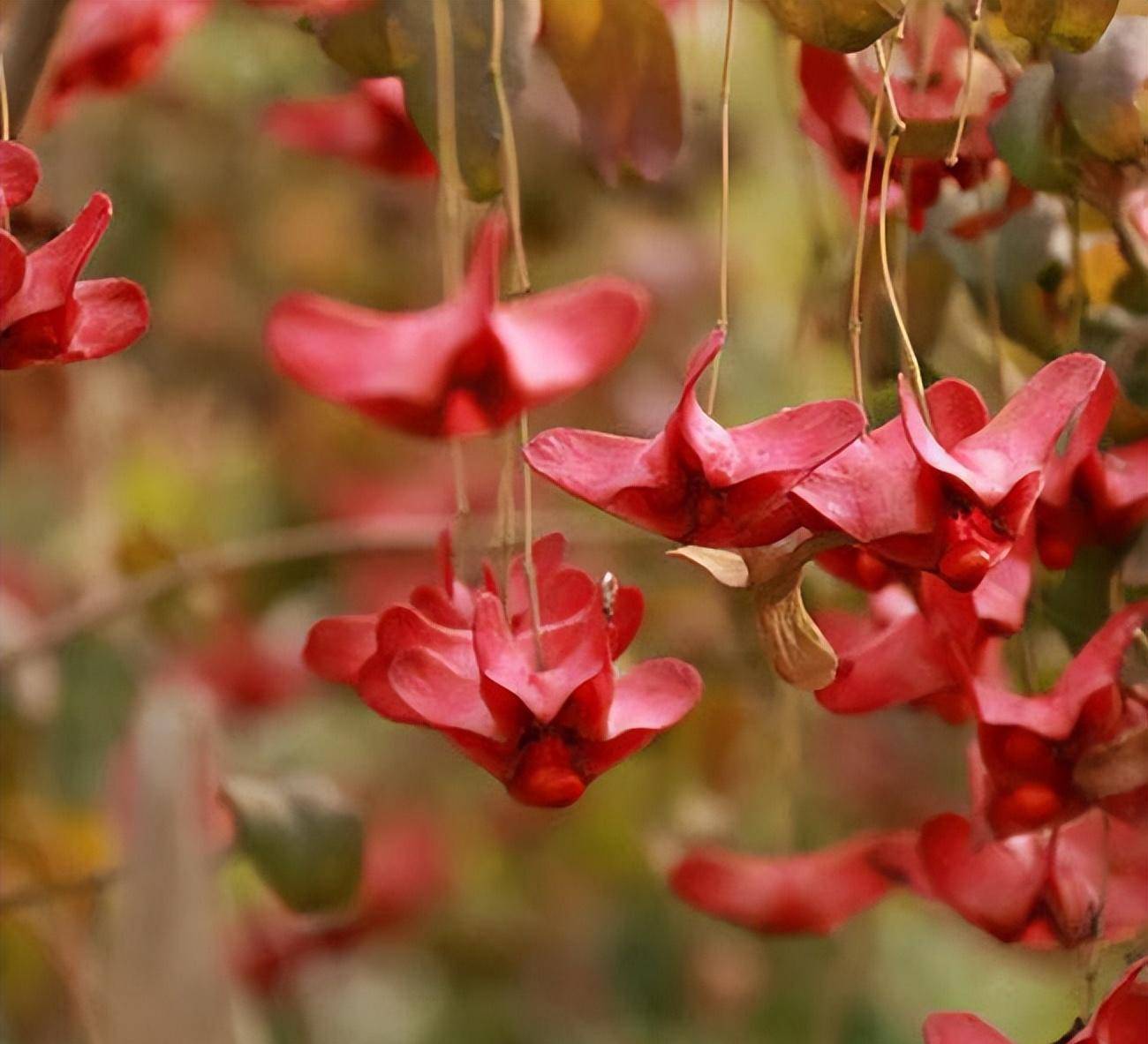 原创5种"稀罕花",极度耐寒冷,北方长成树,呼呼"喷雪花"-红衣舞网