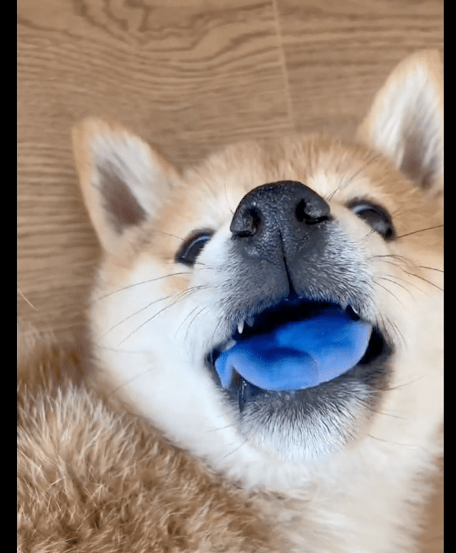 柴犬的舌头变成了蓝色,还以为是中毒太深!狗:想抬高一下身价!