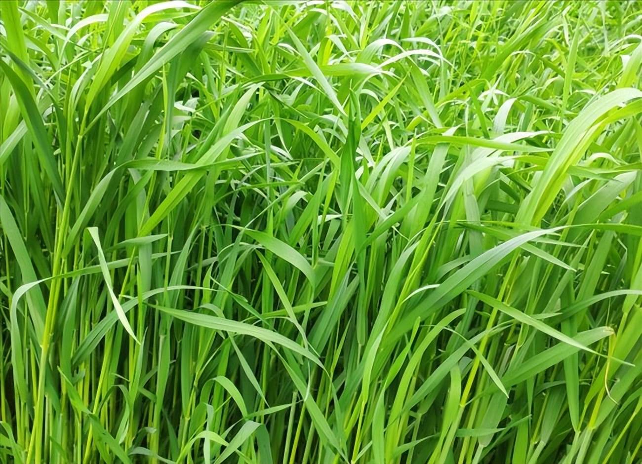 适合冬季种植的牧草有哪些?