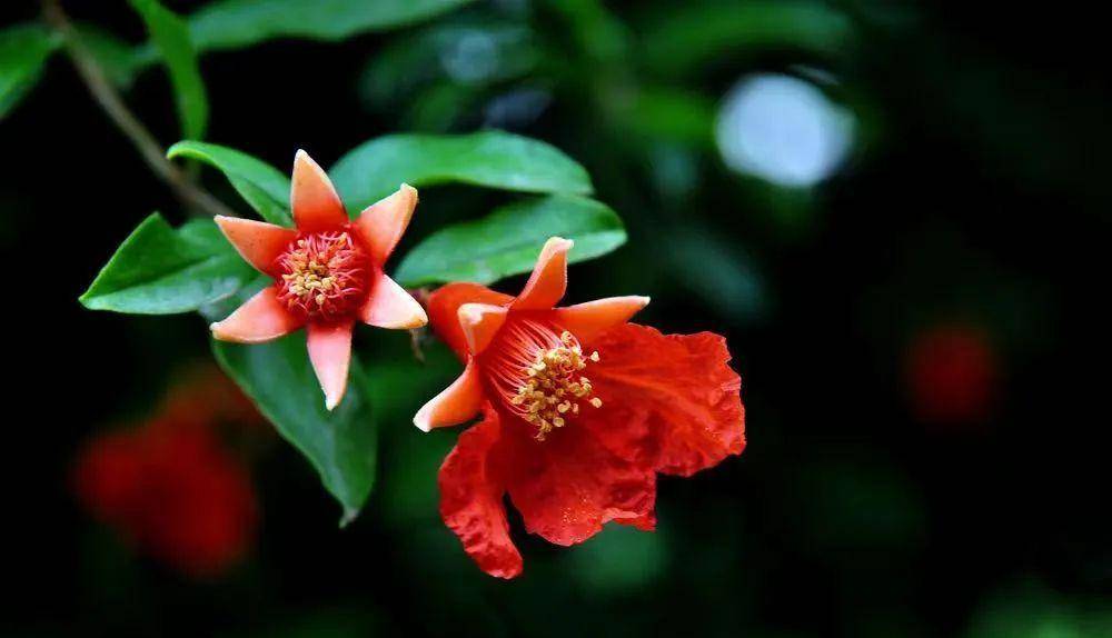 石榴花,雌雄莫辨?一招教你轻松识别|花名册no.00137_雄花_雌花_花朵