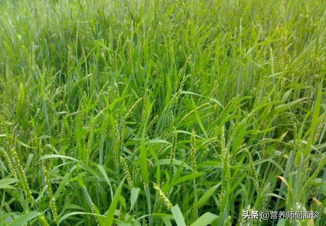 长得像小麦,人称"棒槌草",大家都当杂草,竟不知是治病良药_麦娘_野草