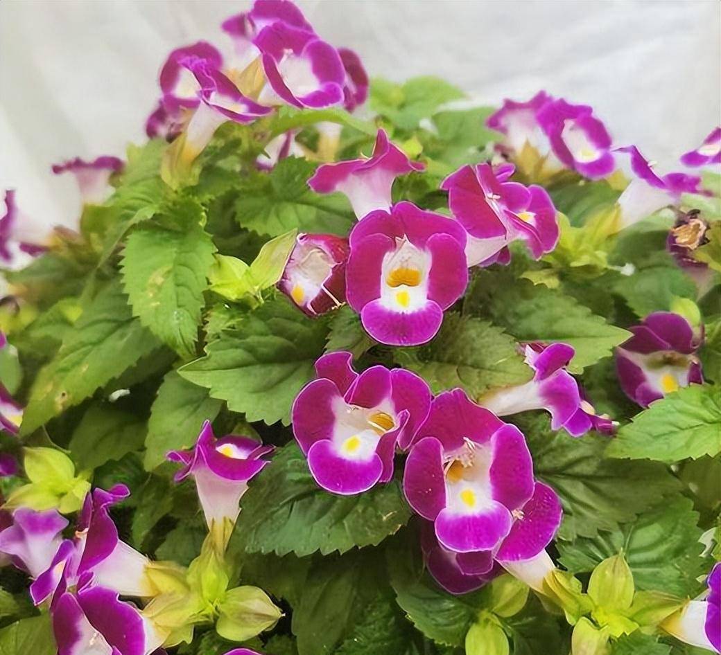 鲜花为什么越晒越湿-乐学小窝