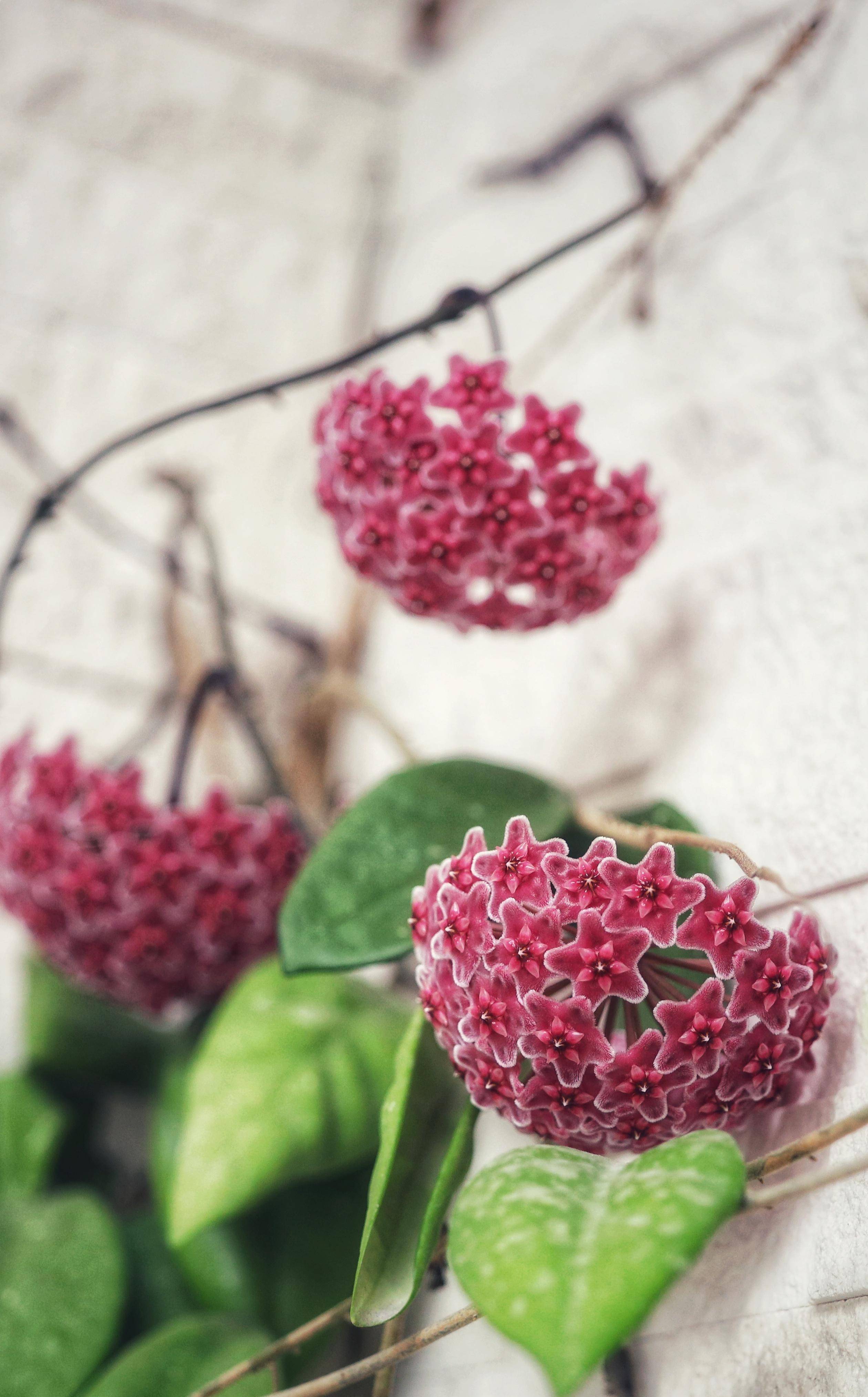 优秀室内盆栽花—银粉球兰,耐阴又好养,开花勤奋,花朵又美又香_种植