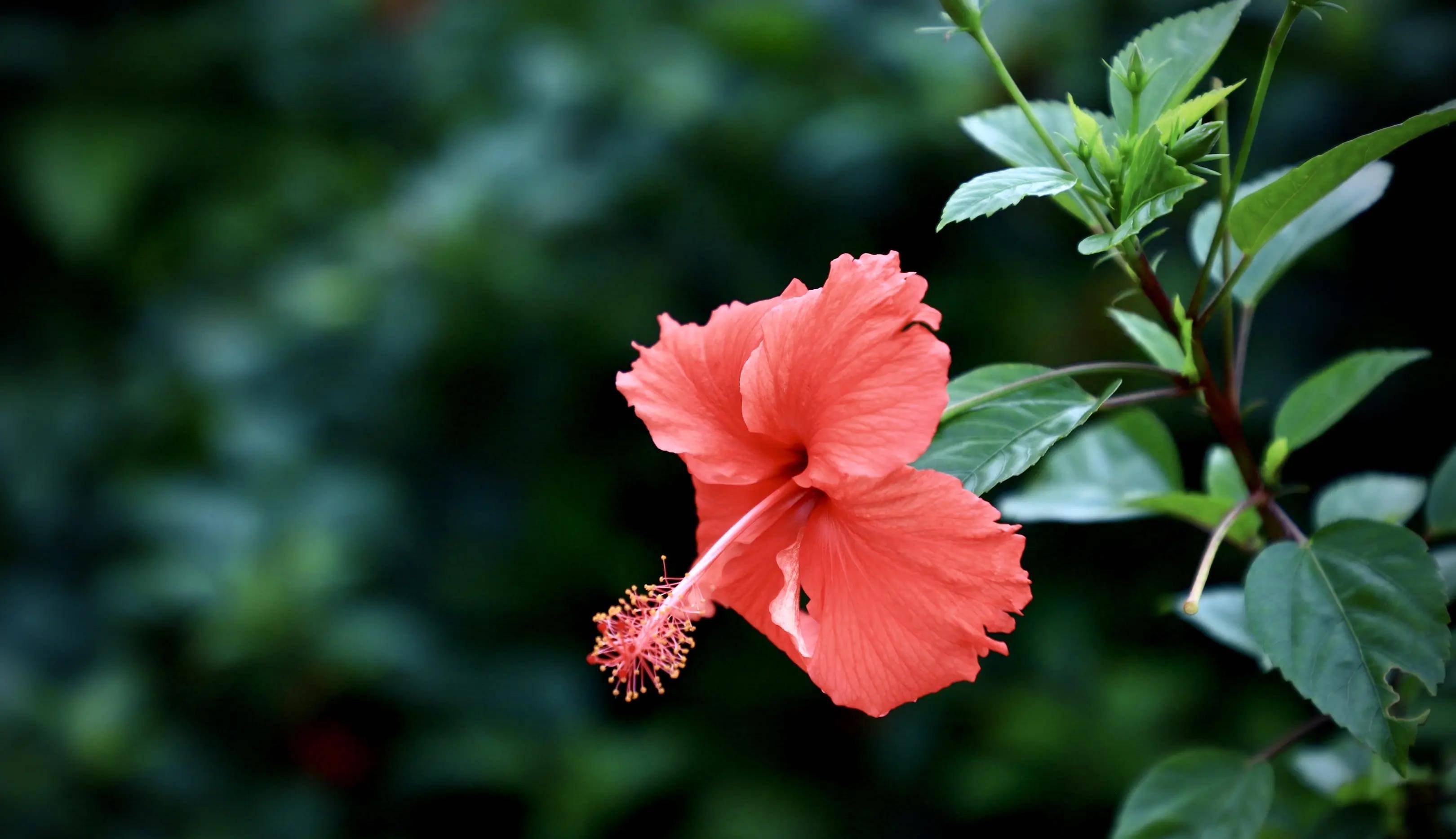 这花很多人不愿意养,但开花是真的好看,花期超长,养护也不难_扶桑