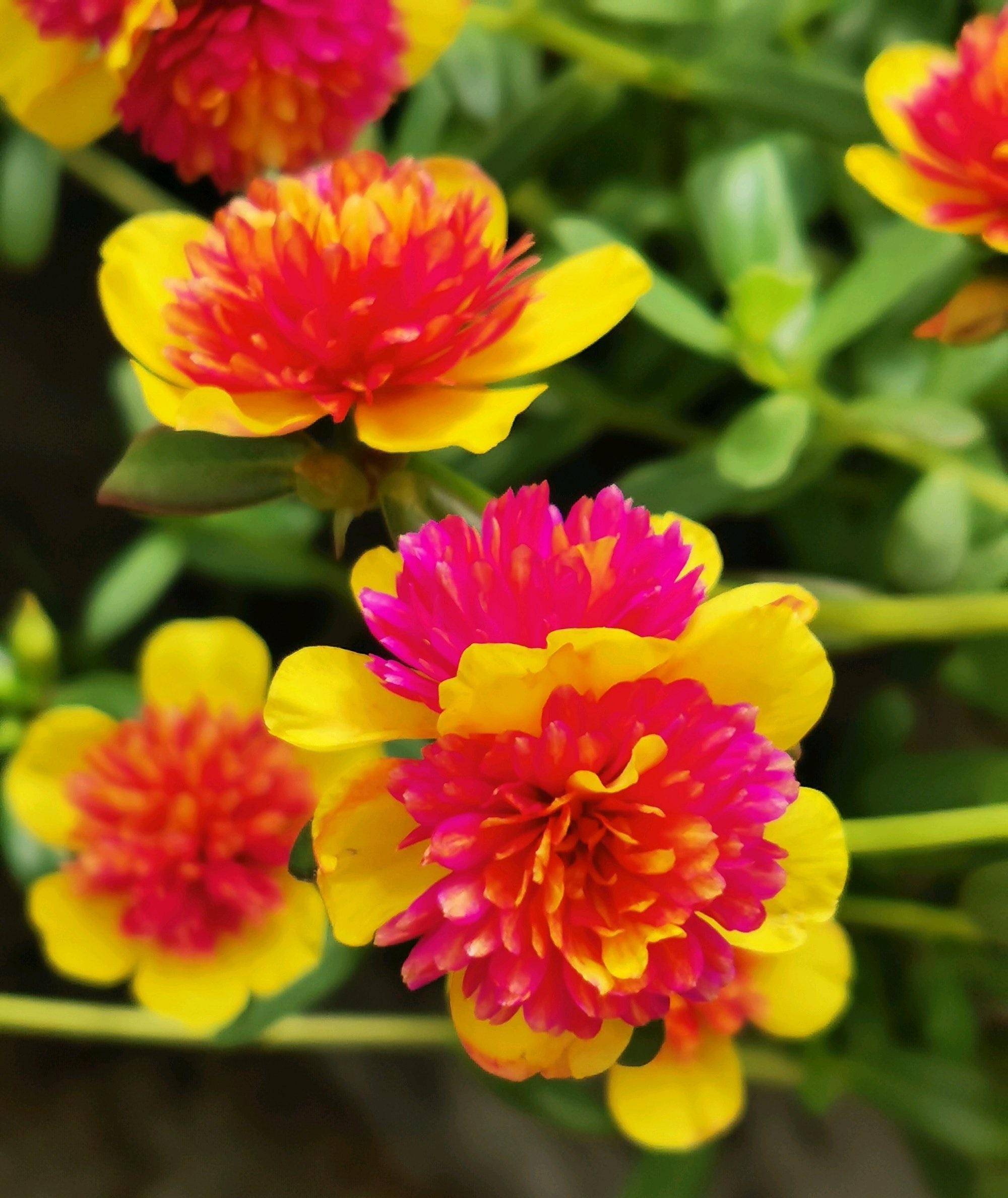 重楼太阳花,夏日的观花"主力",皮实强健,天气越热,花开越美_开花_植物