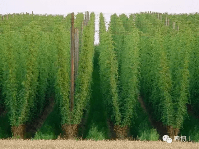 花中隐士是什么花（花中隐士是啥花） 第4张