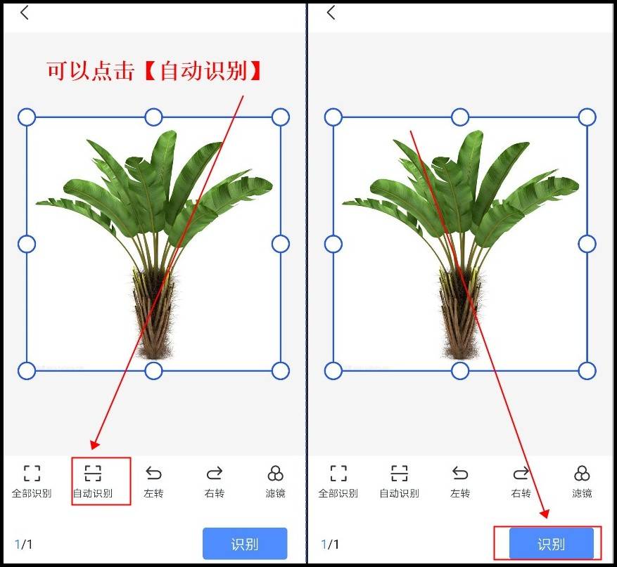 植物传播种子的方法有哪些（植物的传播方式有哪些） 第5张