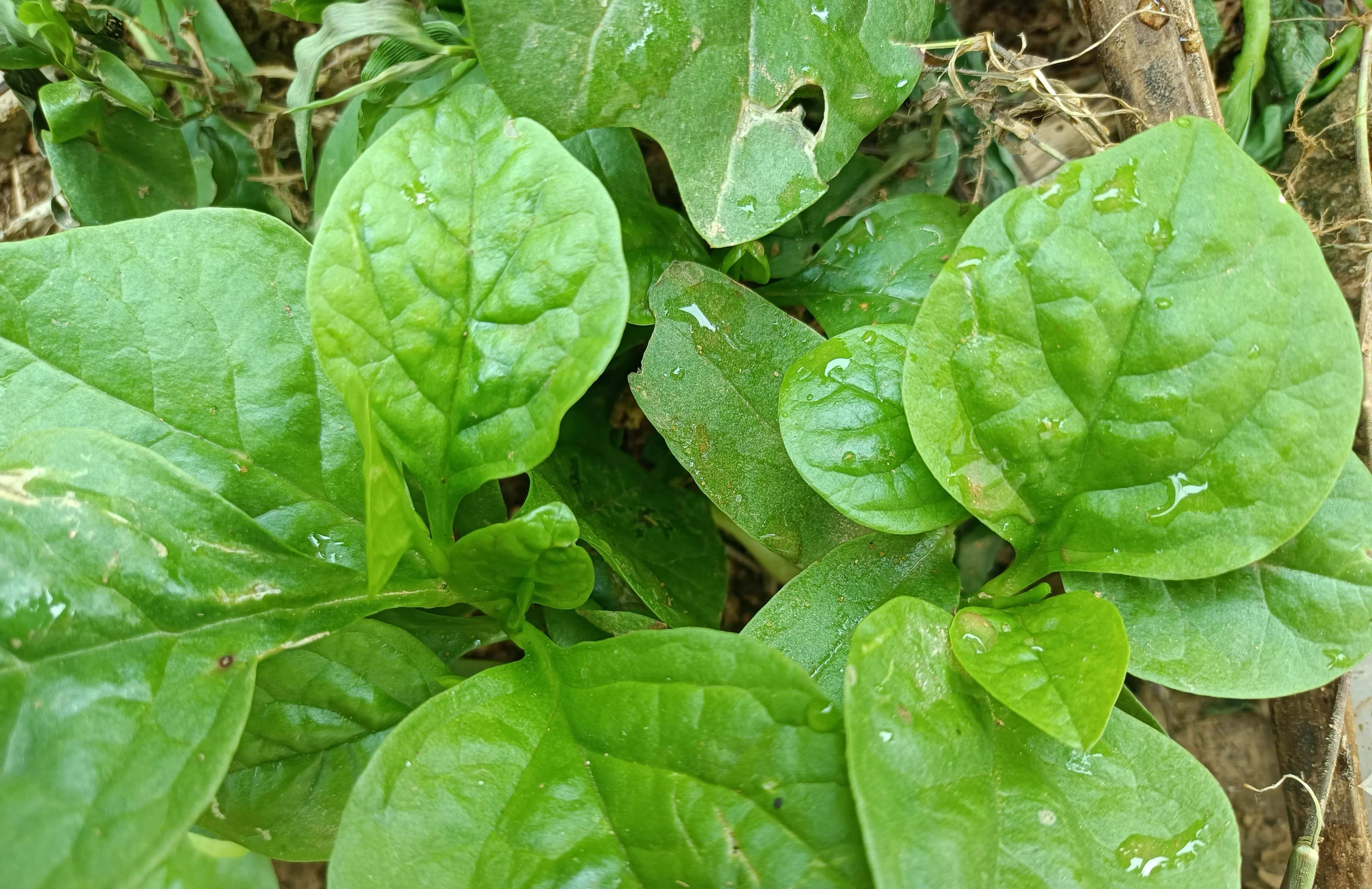 有很多应季的蔬菜可以吃,比如番薯叶,空心菜,韭菜,豆角,茄子,苋菜