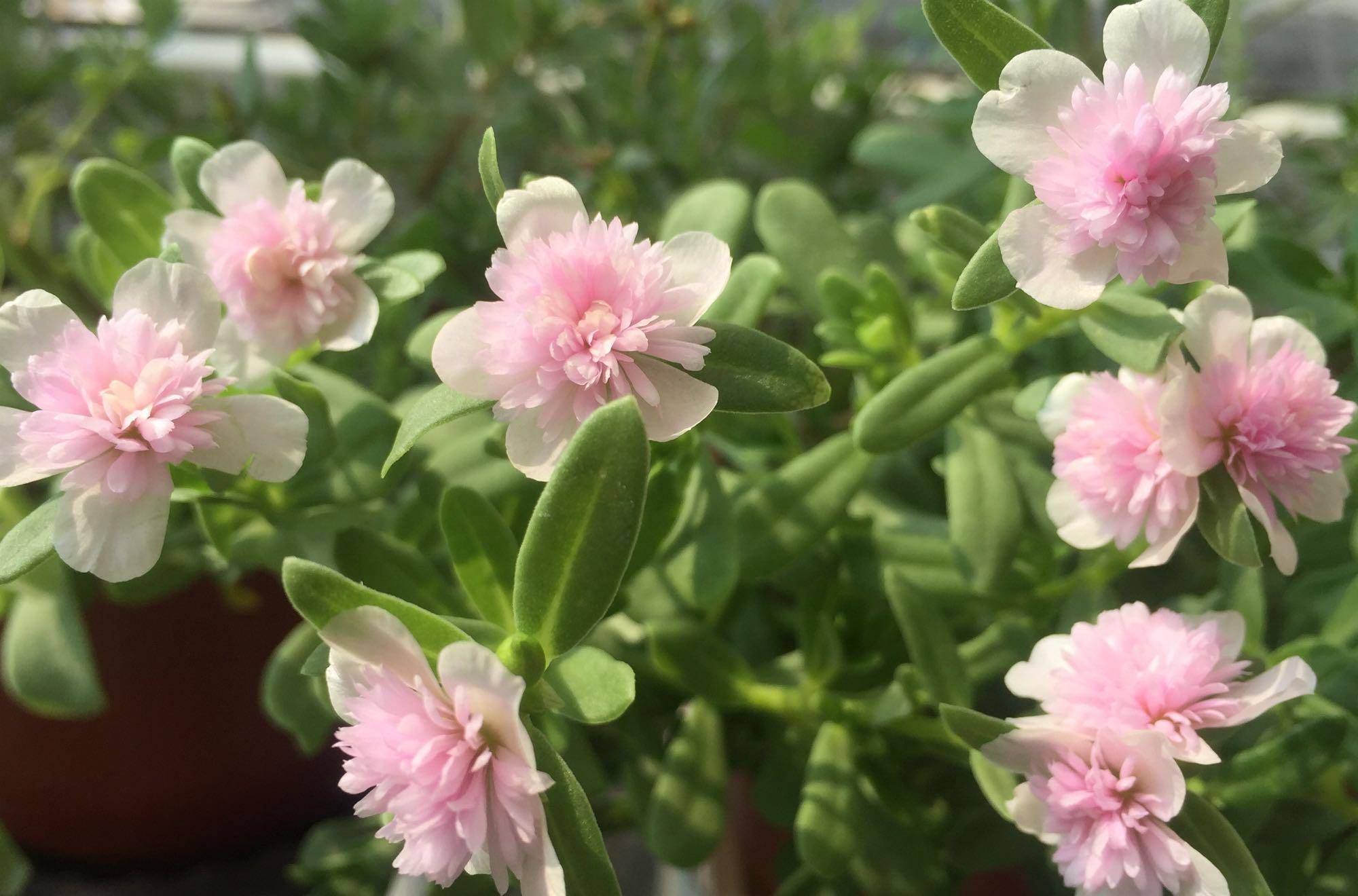 喜欢太阳花,就养"粉重楼",颜值高,好打理,花期长,值得拥有_植物_开花