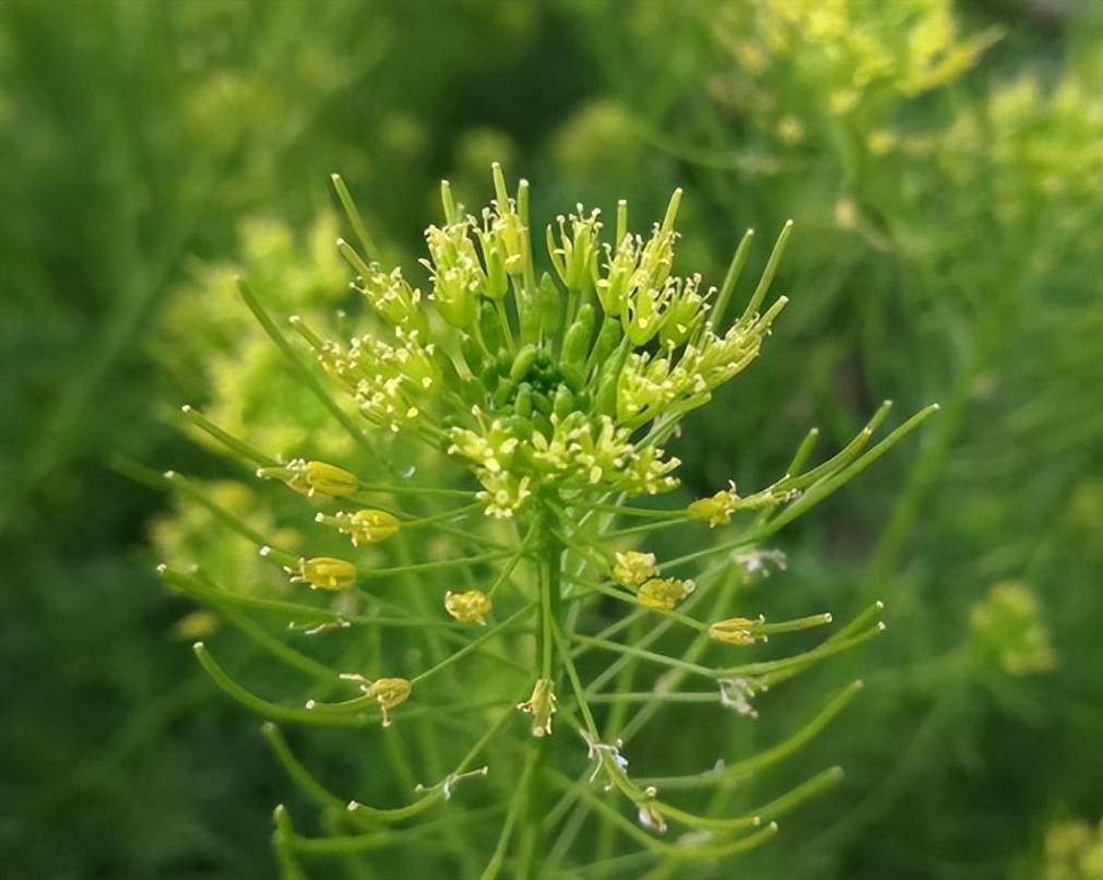 农村称为"消肿草"的野草,麦地里头号杂草,殊不知种子价值珍贵_植株