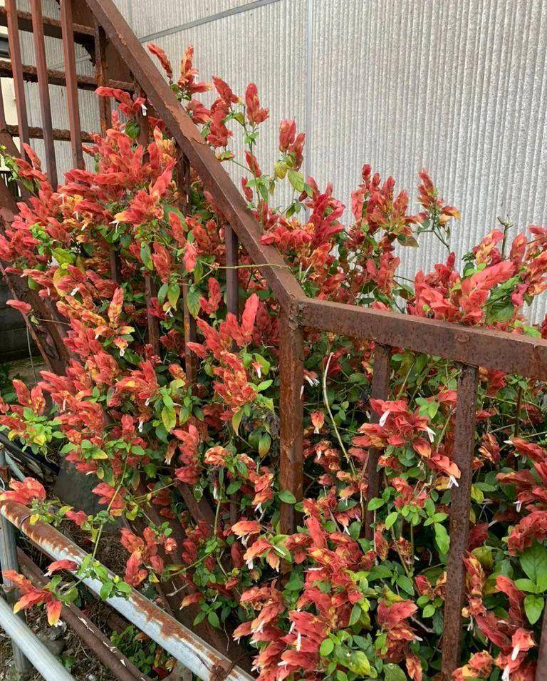 虾衣花,花朵像煮熟的虾,养成盆栽极少病虫害,特省心的植物_温度_修剪