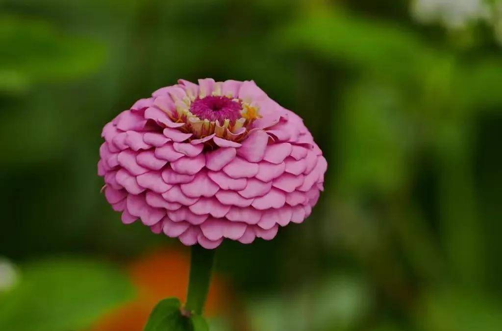 花有百日红（花有百样红人无千日好的意思） 第7张