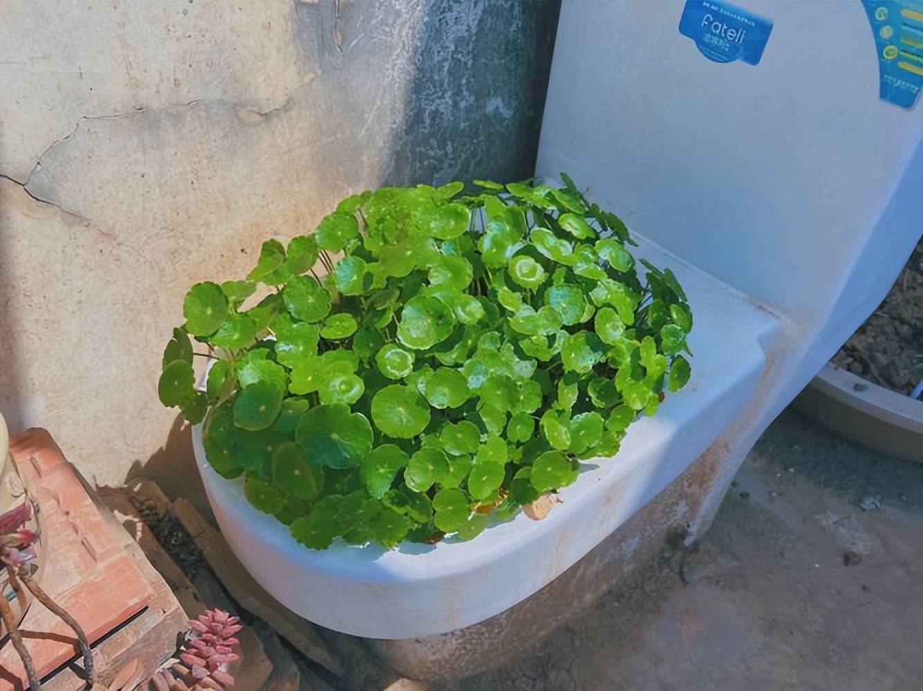 5种漂亮花养起来真过瘾，大水大肥大太阳伺候，花开一茬接一茬_手机搜狐网