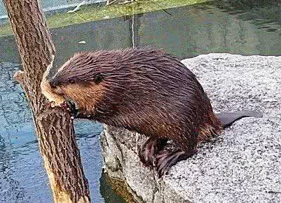 动物界最杰出的建筑师之一河狸,它筑起的水坝,堪比人类建筑工程_家伙