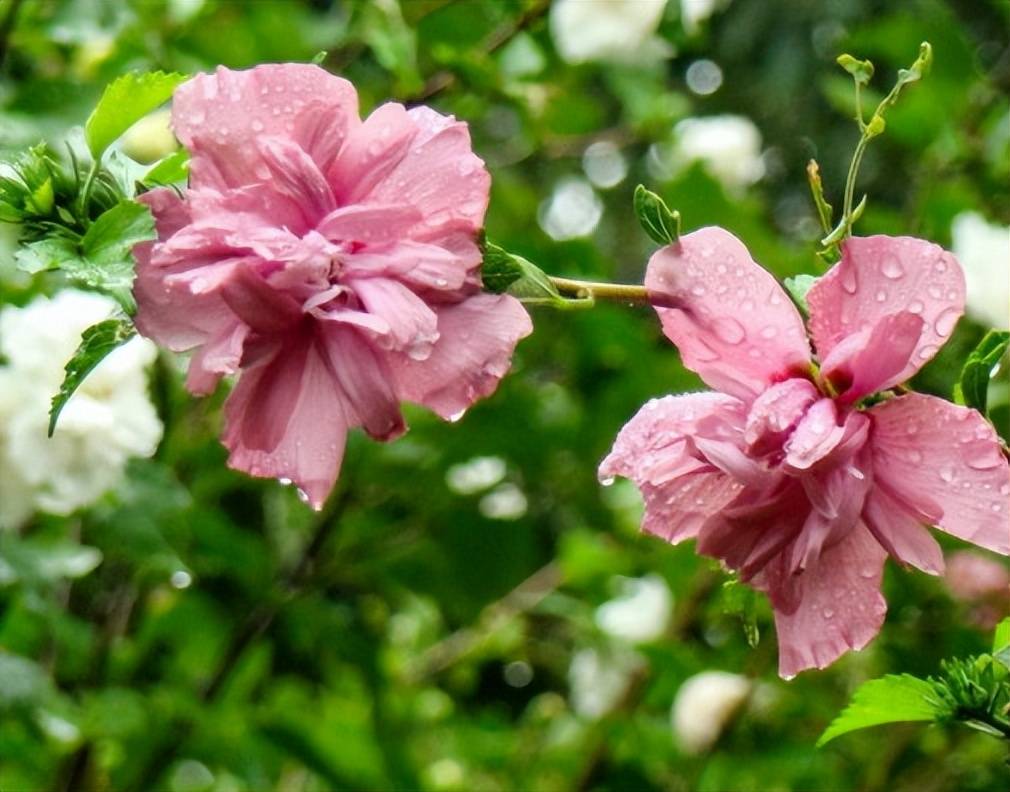 农村俗称鸡肉花,如今是上好的野菜,殊不知对女性好处更多