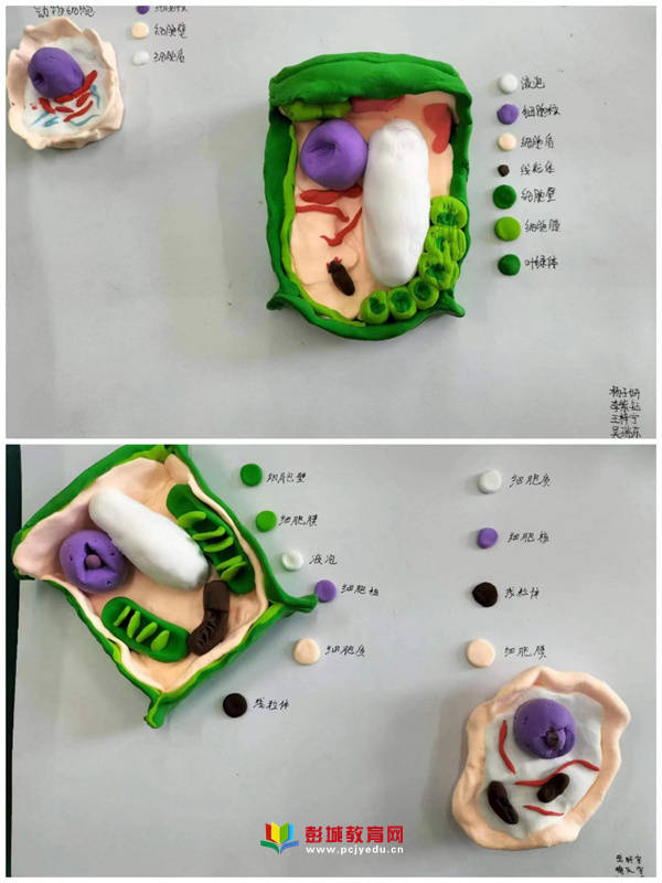 小肠结构模型制作过程图片