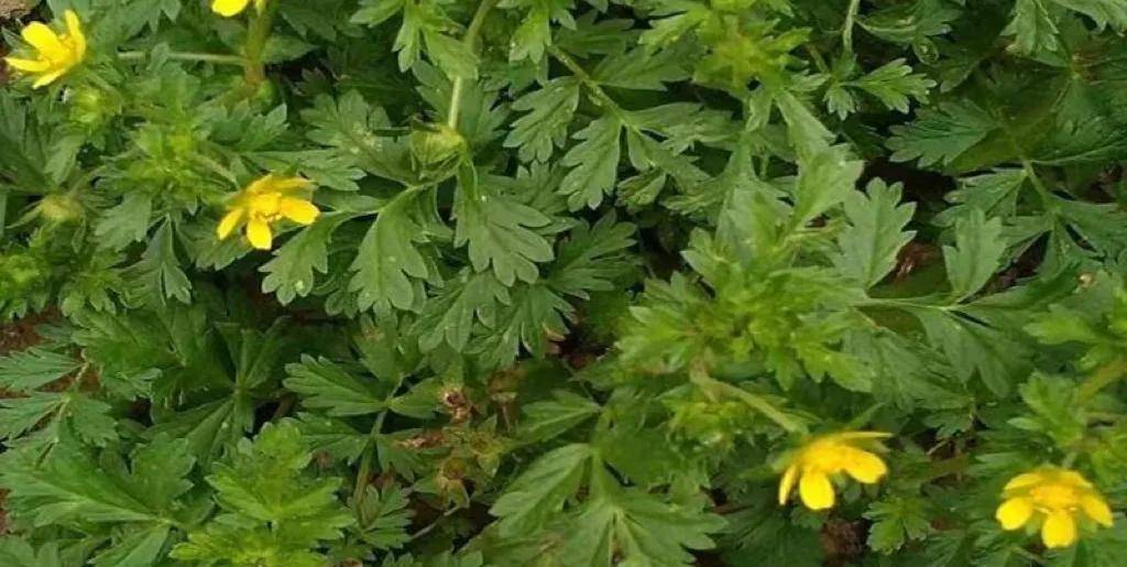 【凉拌鸡毛菜】具体做法:野地里挖回鸡毛菜尽量不要挖已经开花的太老