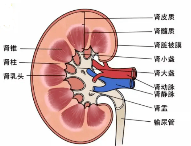 肾 器官图片