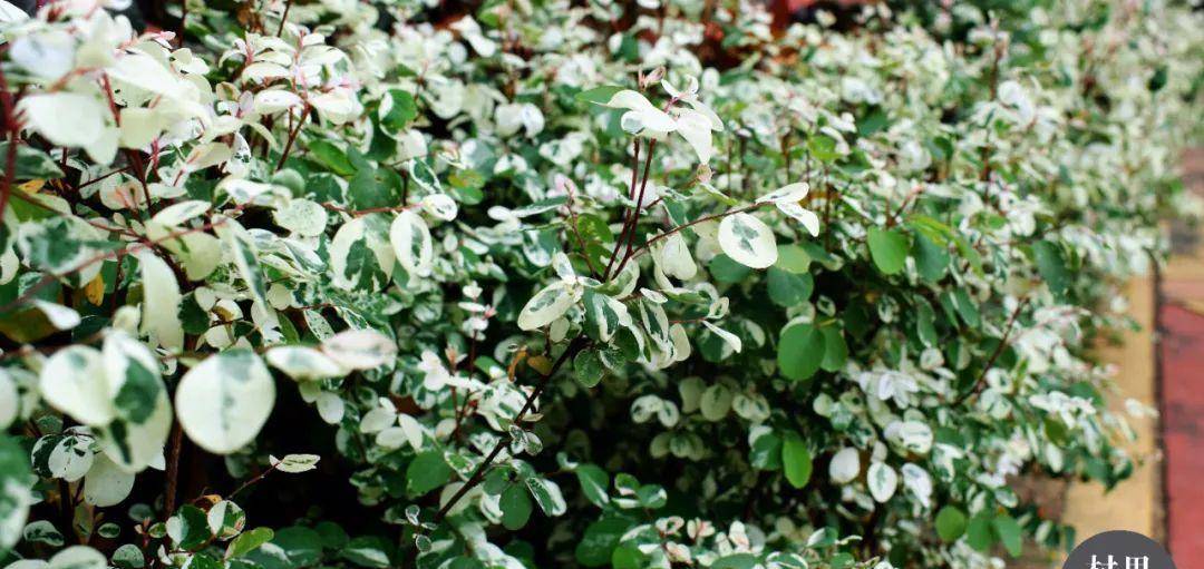 「二列黑面神」听起来太凶了,还是叫你雪花木吧_叶片_植物_粉红色