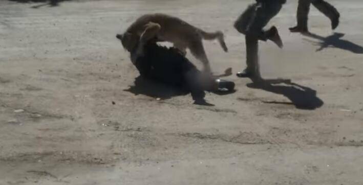 美国一副警官遭美洲狮袭击，逃过一死，美洲狮遭击毙