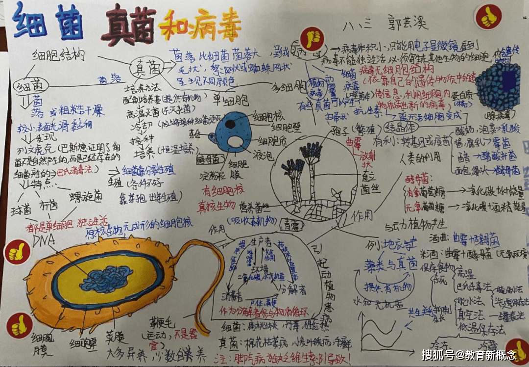 真菌模型制作方法图片