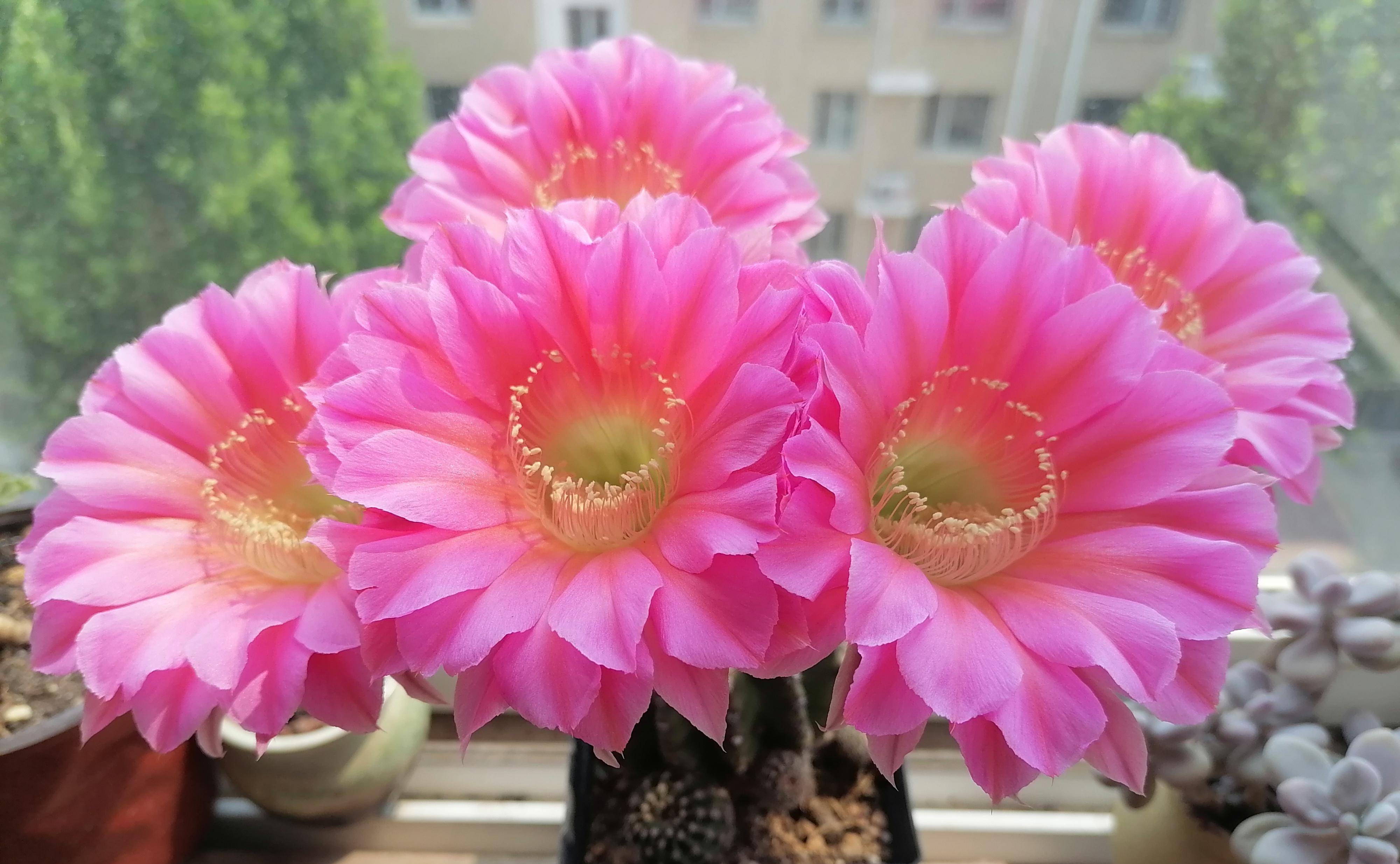 有种仙人球叫"浓桃筋",颜值高,爱开花,香味好闻,你值得拥有_品种_植物