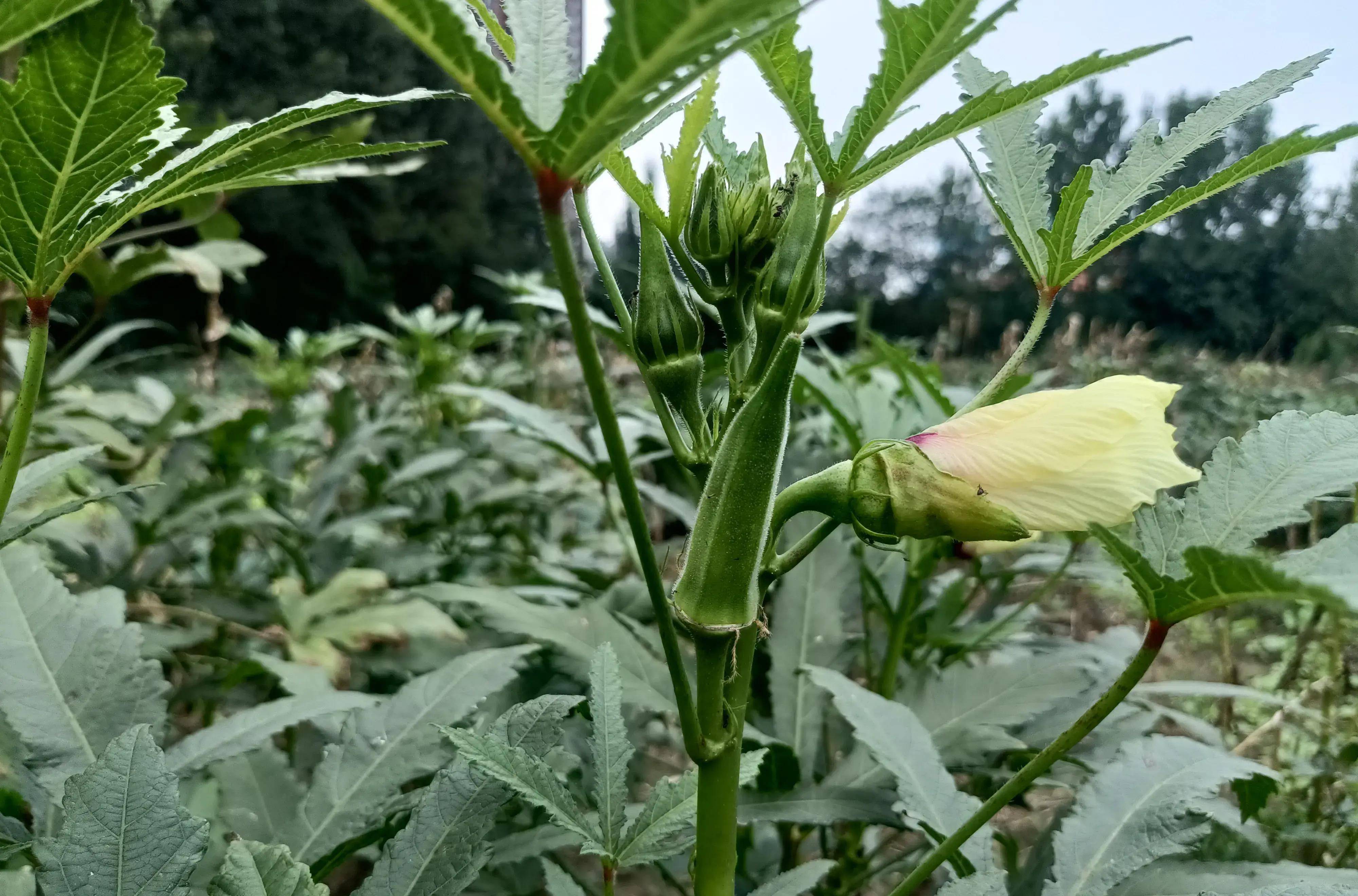 风中摇曳的秋葵花