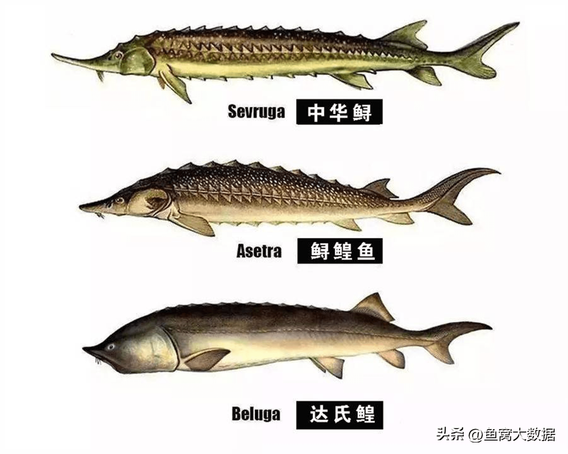 鲟鱼品种大全集图片图片