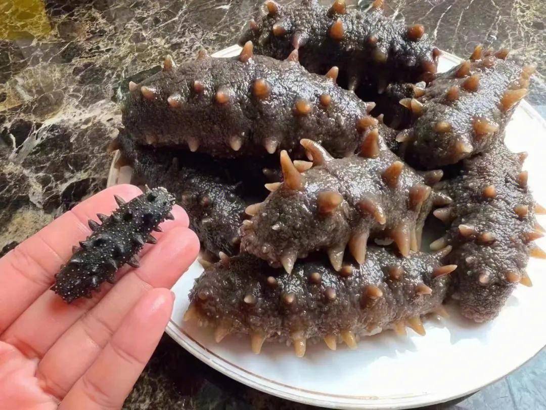 它是海参之王,带你详细了解梅花参_时候_我国_触手