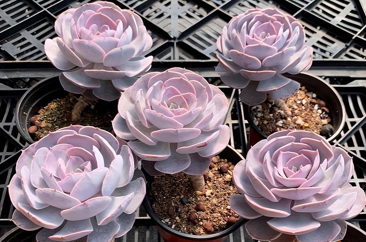 不容错过的5款网红多肉,曾经可都是贵货,最后一款让人眼花缭乱_时候