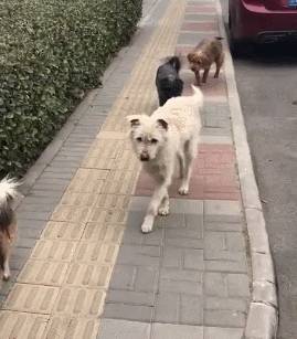 哈士奇一脚踏空掉水里,表情逗笑众人! 哈士奇一脚踏空掉水里,表情逗笑众人!