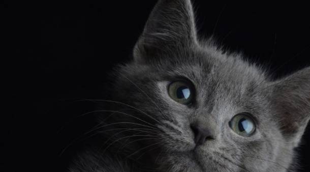 出差把猫给当过兵的爸爸养，回家一看，爸爸：万物皆可豆腐块 