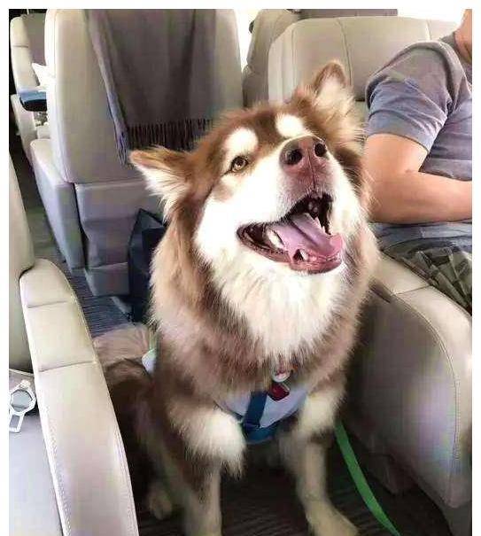 从炒鞋行业到电子烟,王思聪不断的追风口,选择都很对,但是降落有点