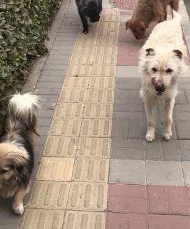 哈士奇一脚踏空掉水里,表情逗笑众人! 哈士奇一脚踏空掉水里,表情逗笑众人!