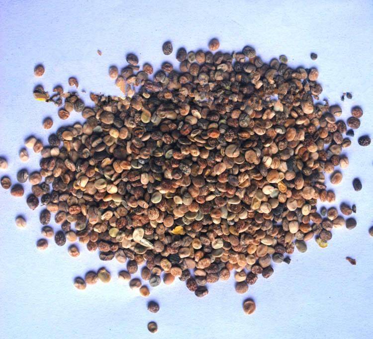 沾土就发芽,开花惊艳,省心又养眼_三色堇_种子_报春花