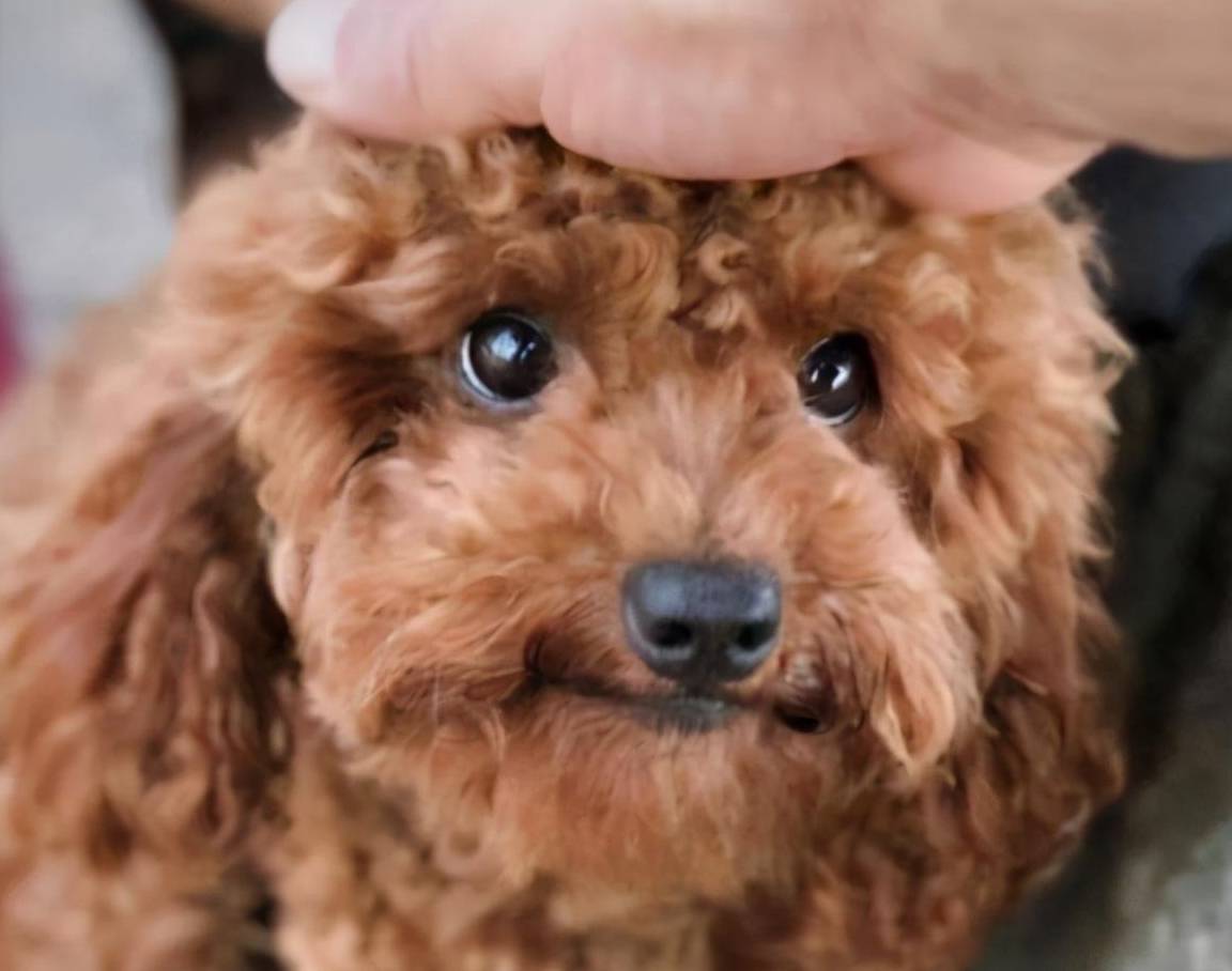 泰迪犬怎么选?这几个地方不会骗人_狗狗_毛发_眼睛