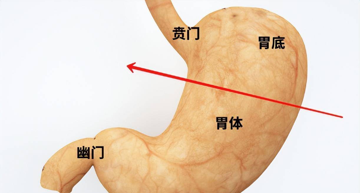 幽门腺:主细胞 g细胞(促胃液素) d细胞(生长抑素) 嗜银细胞(组胺,5-羟