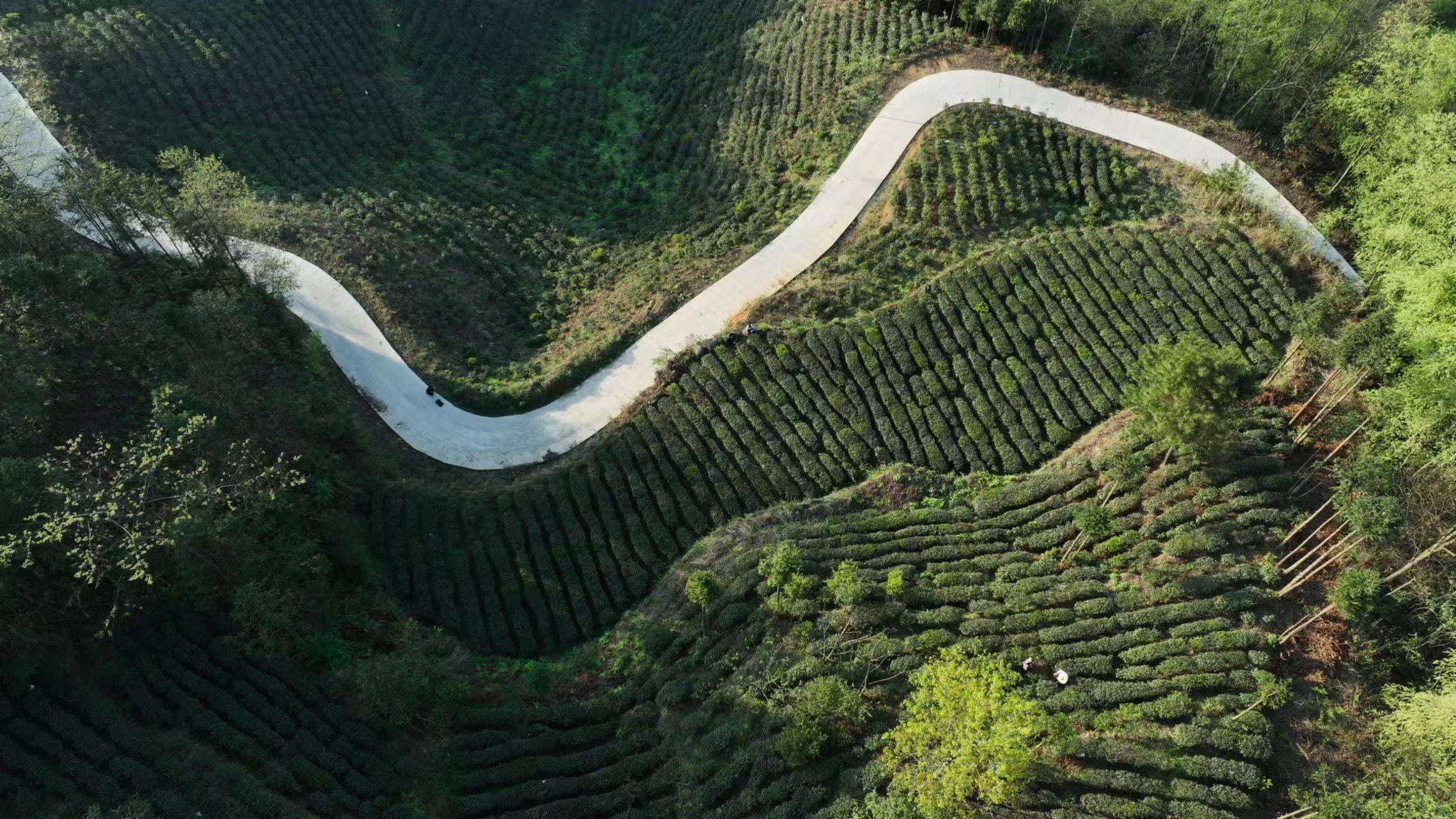 望谟郊纳:"为上紫茶"助农增收 助推乡村振兴_老人_杨秀_茶叶