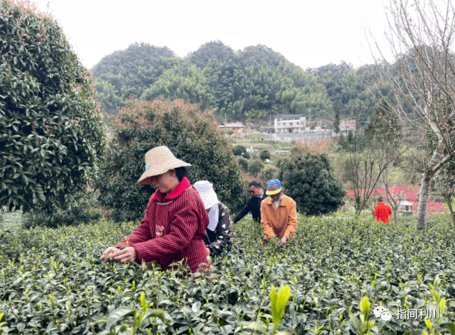 "利川红产业集团董事胡家雄介绍道"我们还采取村企共建的方式,依托'