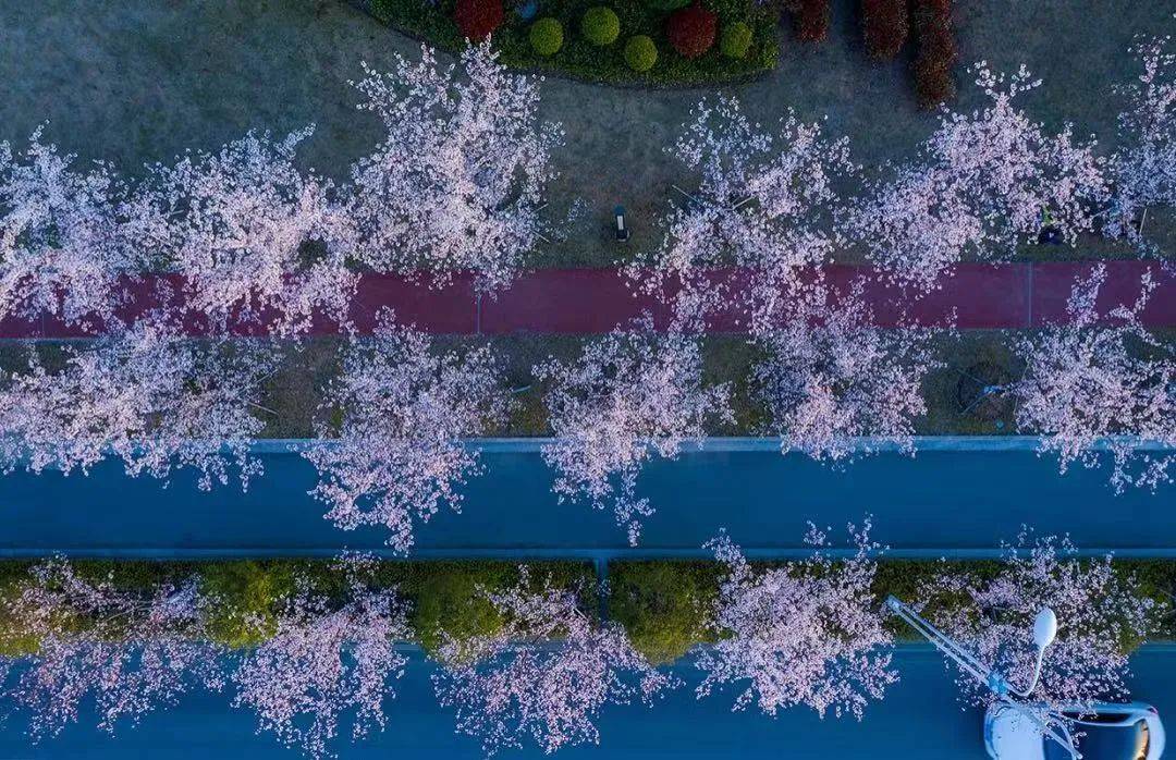 春日限定樱花列车上线!快来苏州科技城打卡_大道_网络_实景图