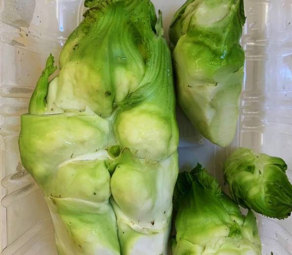 它是长高的"加速菜",美味可口,比牛奶好吸收,孩子常吃个头高_儿菜