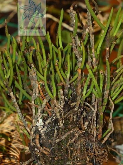 钗子股,见过吗?清热解毒,祛风利湿.治咽喉肿痛,风湿痹痛_mm_cm_寄生